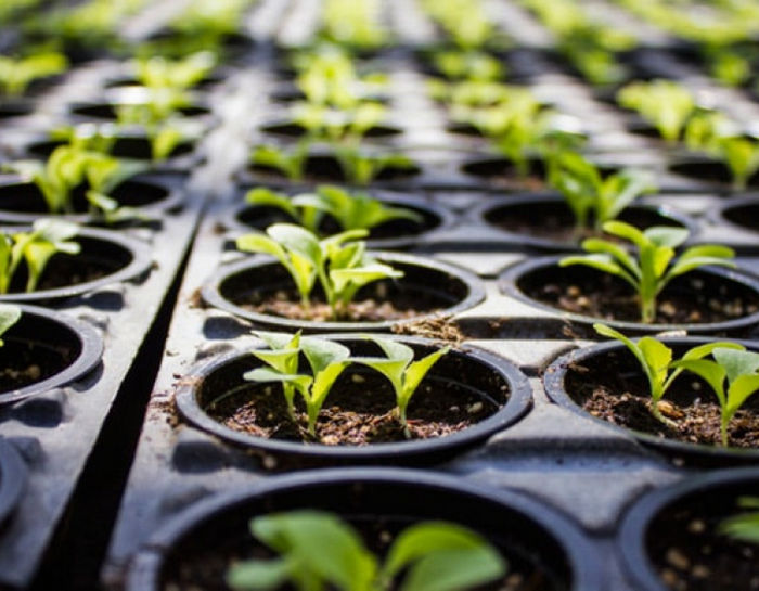 Автоцветущие и феминизированные семена: разбор различий и особенностей