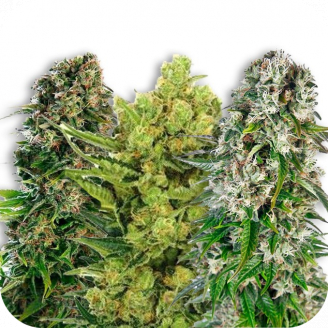 Сорт семян конопли Indica Mix #3 Auto Fem.